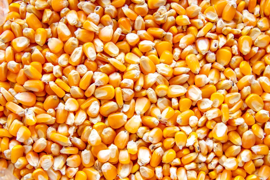 corn for sale