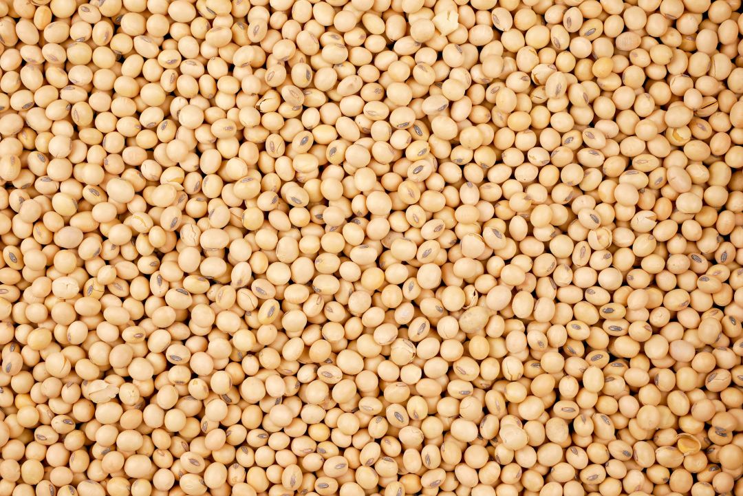 soybean for sale